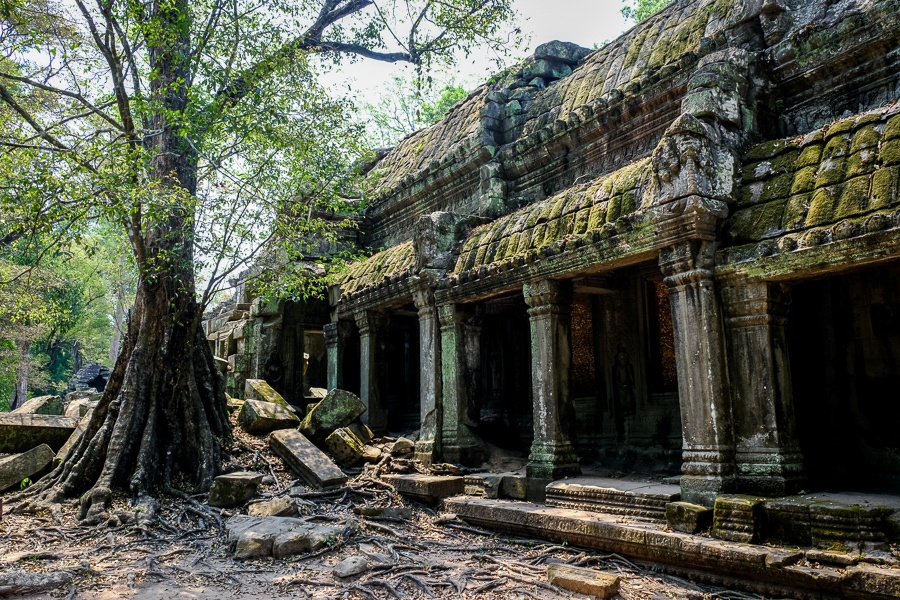 Windows at the Ta Prohm Temple Ruins