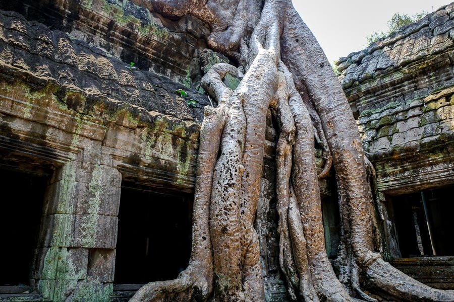 Ta Prohm tree roots